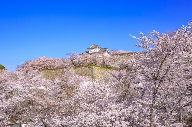 津山城(鶴山公園)